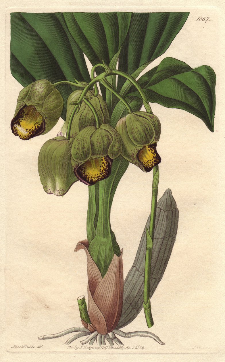 Epifytická orchidej, světle žluté catasetum, původem z Brazílie - Water forte od S. Wattse z ilustrace Sarah Anne Drake (1803-1857), z Botanického rejstříku od Sydenham Teast Edwards