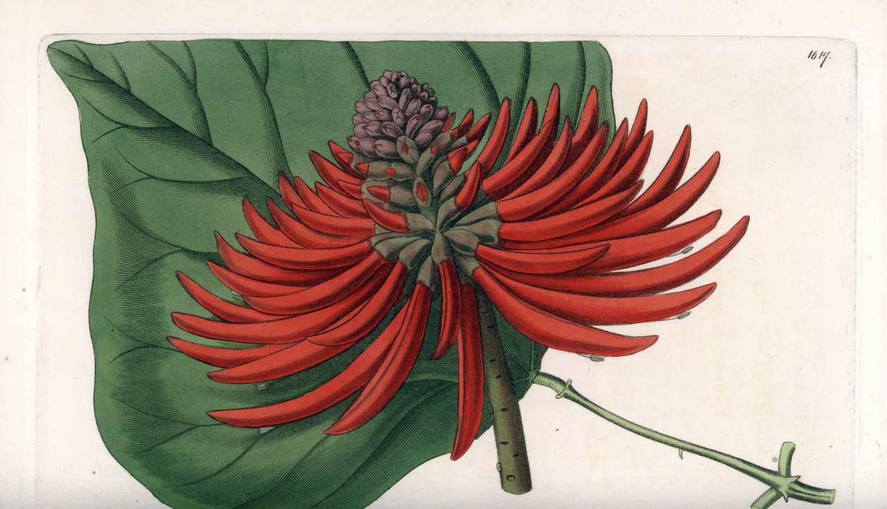 Erythrina variete, tropický strom s červenými květy - vyryl S. Watts, z ilustrace Sarah Anne Drake (1803-1857), z Botanického registru Sydenham Edwards (1768-1819), Anglie od Sydenham Teast Edwards
