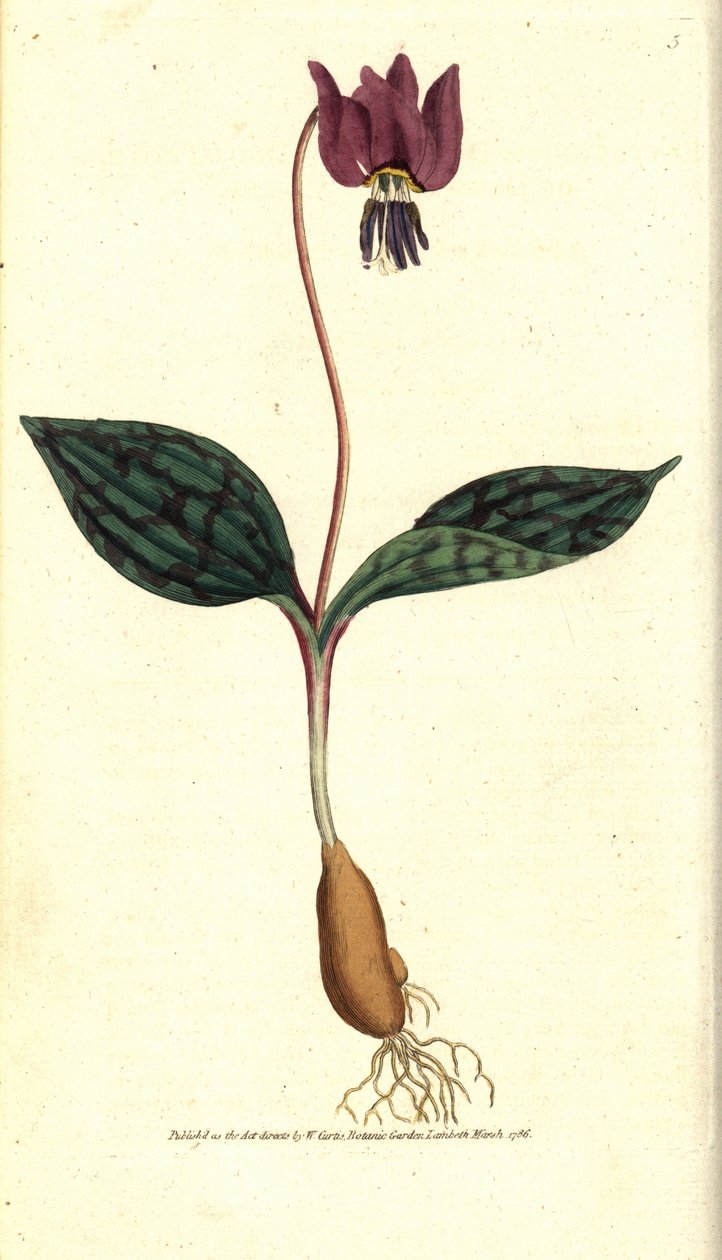 Erythrone psí zub (nebo červený Satyrion) - Psí zub fialový, Erythronium dense-canis. Ručně kolorovaná mědirytina podle botanické ilustrace Jamese Sowerbyho z The Botanical Magazine Williama Curtise, Lambeth Marsh, Londýn od Sydenham Teast Edwards