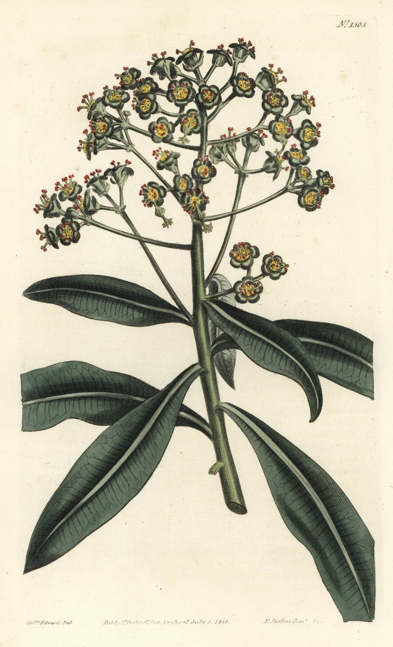 Euphorbe mellifere - Pryšec medonosný nebo euphorbia medonosná, Euphorbia mellifera. Ručně kolorovaná mědirytina od F. Sansom Jr. podle ilustrace Sydenhama Edwardse z William Curtis