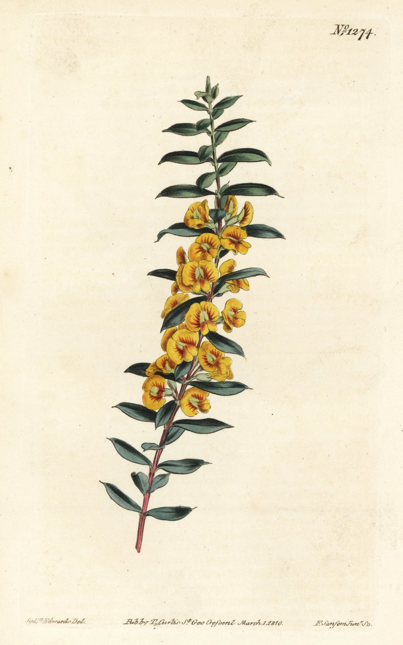 Eutaxia myrtifolia (Dillwynia křížatá, Dillwynia obovata). Ručně kolorovaná mědirytina F. Sansom Jr. podle ilustrace Sydenhama Edwardse z William Curtis