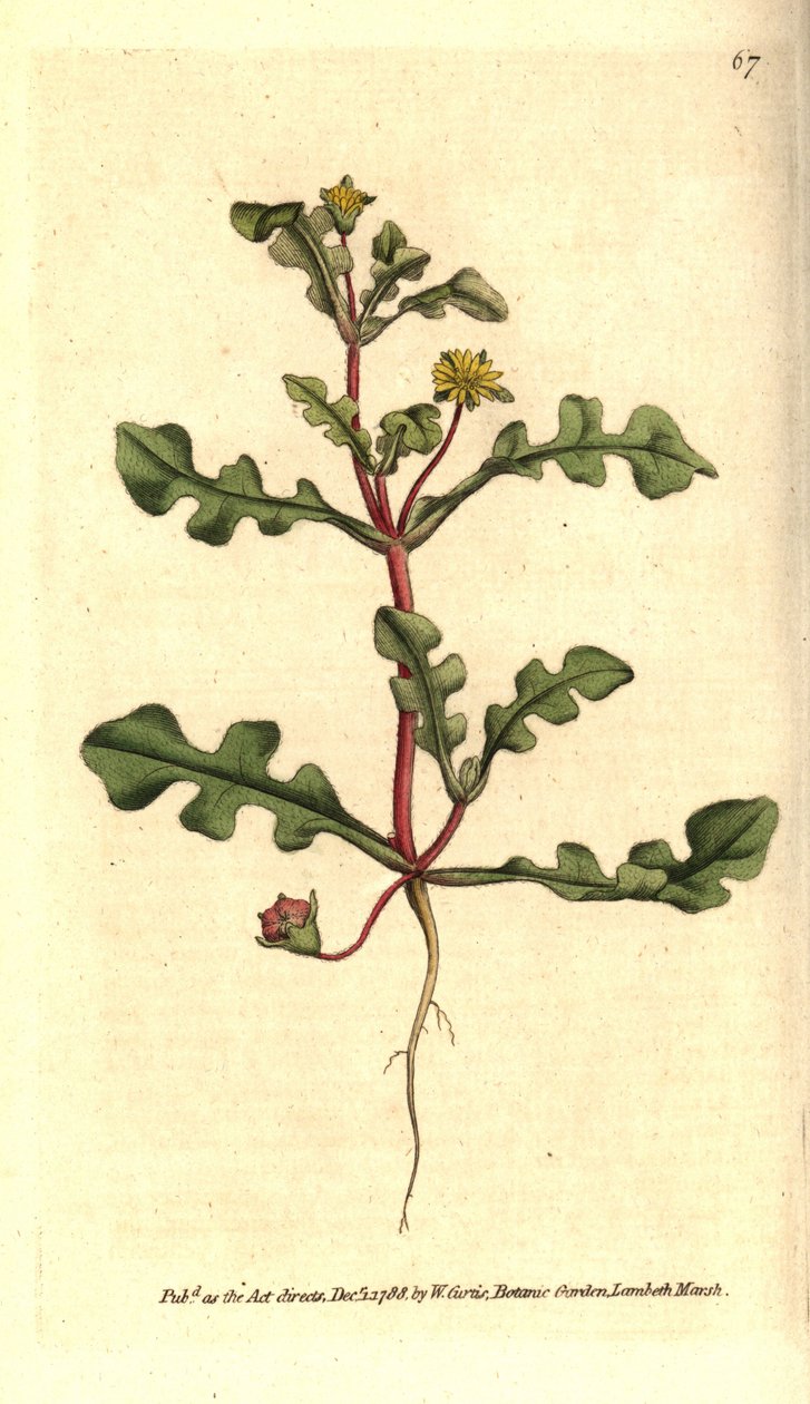 Odrůda Ficoide - Aethephyllum pinnatifidum (měsíček fíkovník zubatý, Mesembryanthemum pinnatifidum). Ručně kolorovaná mědirytina podle botanické ilustrace z The Botanical Magazine Williama Curtise, Lambeth Marsh, Londýn od Sydenham Teast Edwards