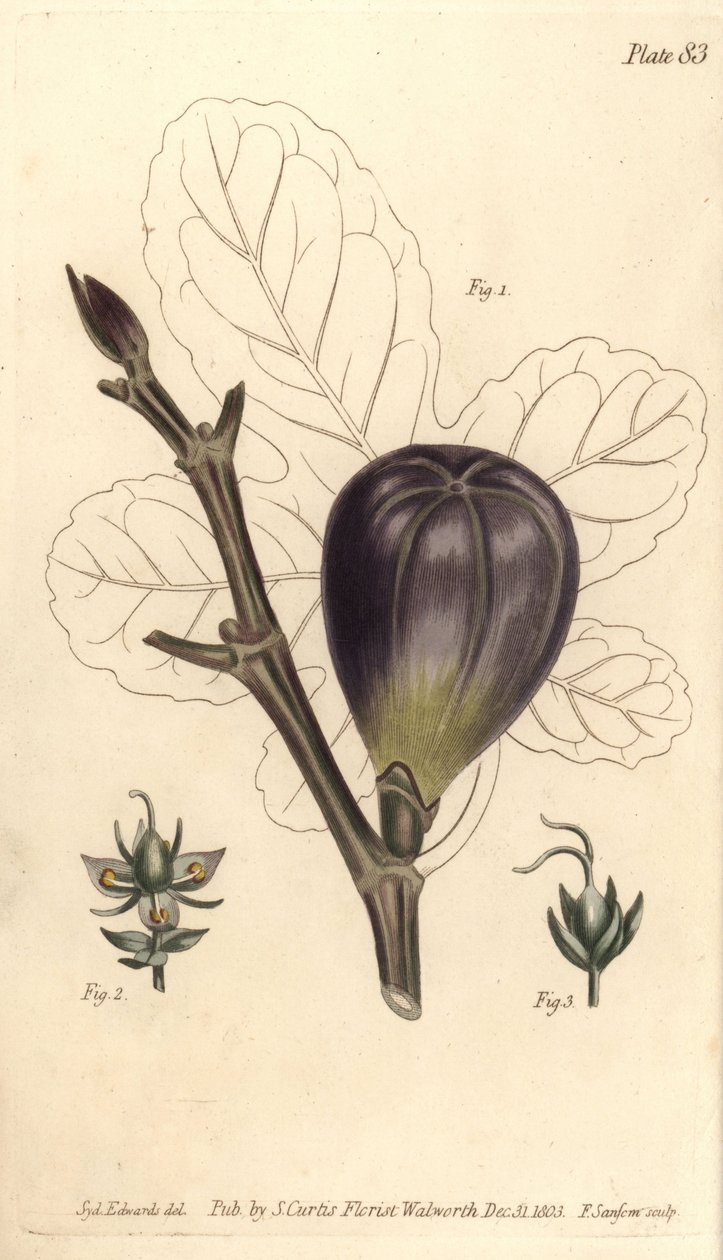 Fík, Ficus carica, Trioecia s hermafroditem, samčí 2 a samičí 3 květy rostoucí odděleně. Ručně kolorovaná mědirytina F. Sansoma z botanické ilustrace Sydenhama Edwardse pro přednášky Williama Curtise o botanice, jak byly dodány v Bota od Sydenham Teast Edwards