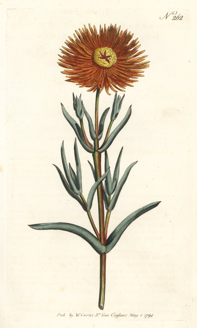 Měsíček fíkový - Fíkovník zlatý, Mesembryanthemum aureum. Ručně kolorovaná mědirytina od Sansom podle ilustrace Sydenhama Edwardse z William Curtis
