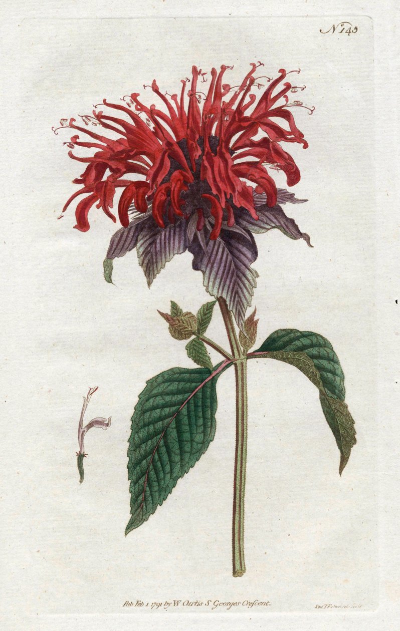 Fistula Monarde - Litografie od Sydenhama Edwardse (1768-1819), z botanického časopisu Williama Curtise (1746-1799) od Sydenham Teast Edwards
