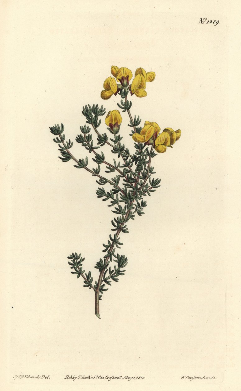Aspalathus masitý, Aspalathus carnosa. Ručně kolorovaná mědirytina od F. Sansom Jr. podle ilustrace Sydenhama Edwardse z William Curtis