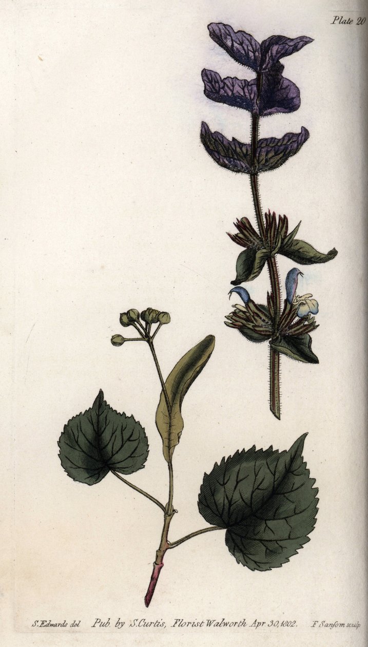 Květinové listy a fialová kytice koncových listenů šalvěje zelené (nebo šalvěje horminální) a lip. Barevná mědirytina, ilustrace Sydenham Edwards (1768-1819) pro Conference of Botanical, Botanická zahrada Lambeth (Anglie) od Sydenham Teast Edwards