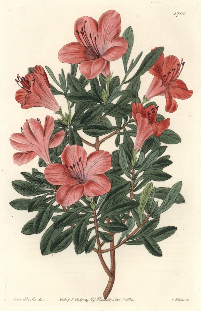 Květinářství Rhododendron nebo azalka - S. Watts silná voda z ilustrace Sarah Anne Drake (1803-1857), z Botanického rejstříku od Sydenham Teast Edwards