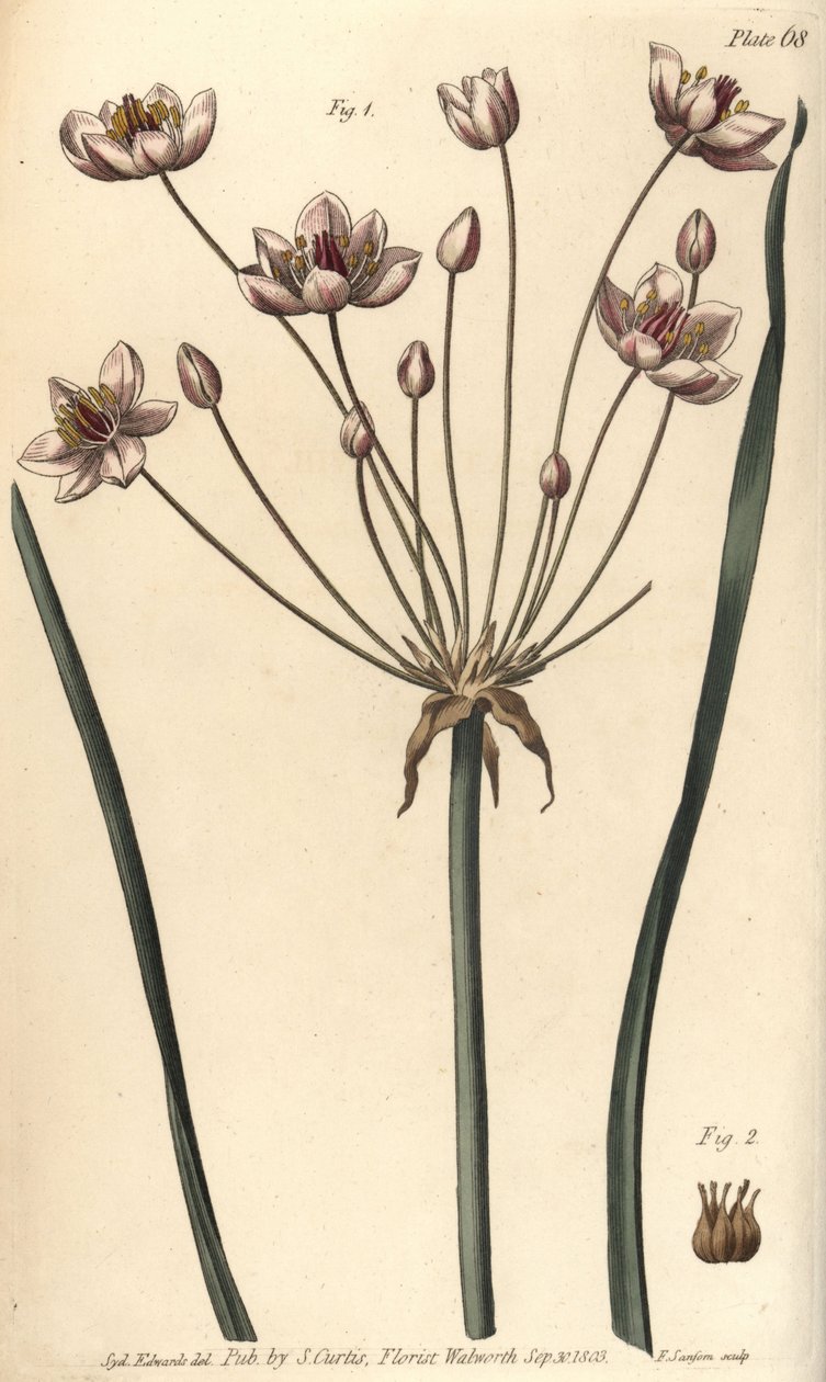 Kvetoucí rákos, Butomus umbellatus, Hexagynia, hermafroditní květ 1 a pestík 2. Ručně kolorovaná mědirytina F. Sansom botanické ilustrace Sydenhama Edwardse pro přednášky Williama Curtise o botanice, dodané v Botanické zahradě od Sydenham Teast Edwards