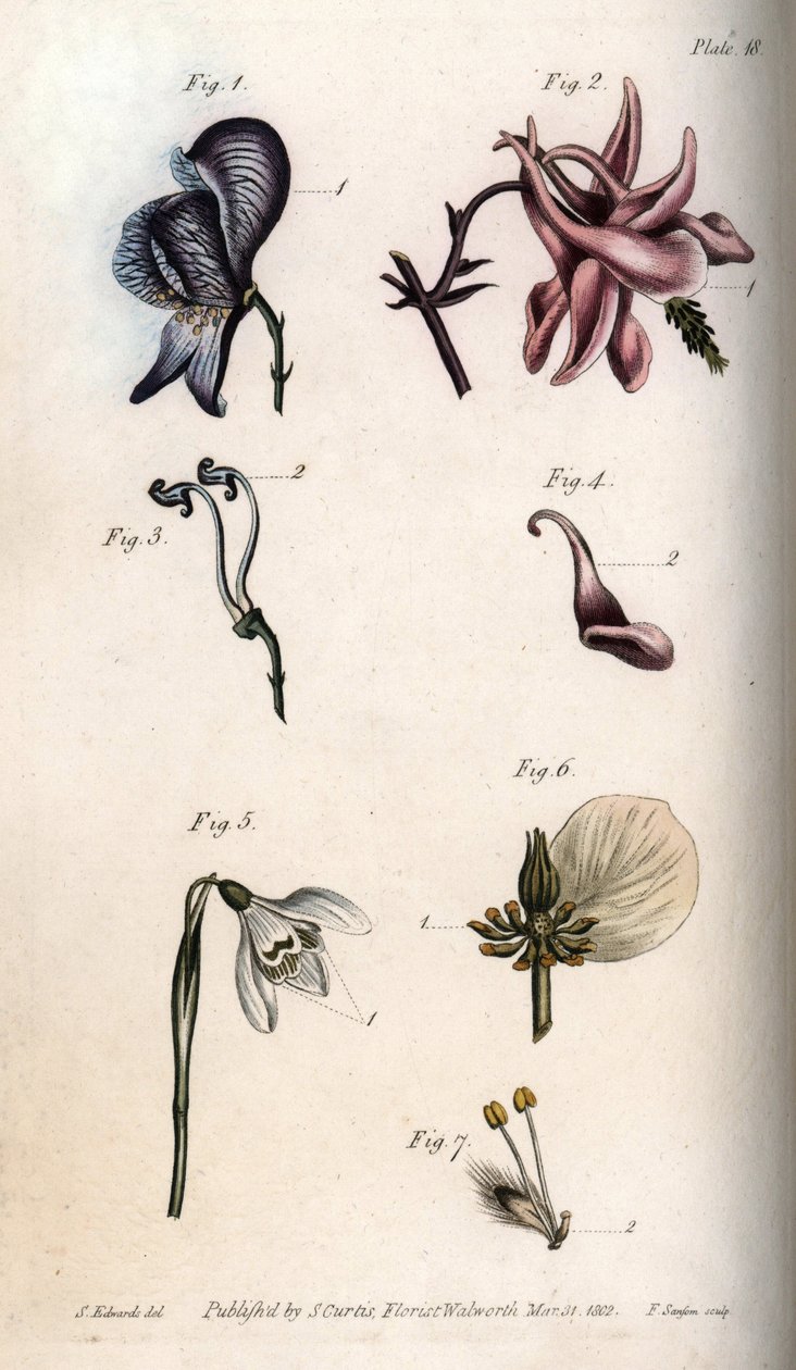 Květy akonitu, ancholie, galantu, čemeřice a smuteční vrby, s detaily pestíků a etaminů). Nektárium akonitu Aconitum (1,3), kolumbiny Aquilegia (2,4), sněženky Galanthus (5), čemeřice Helleborus (6) a vrby Salix (7). Handcol od Sydenham Teast Edwards
