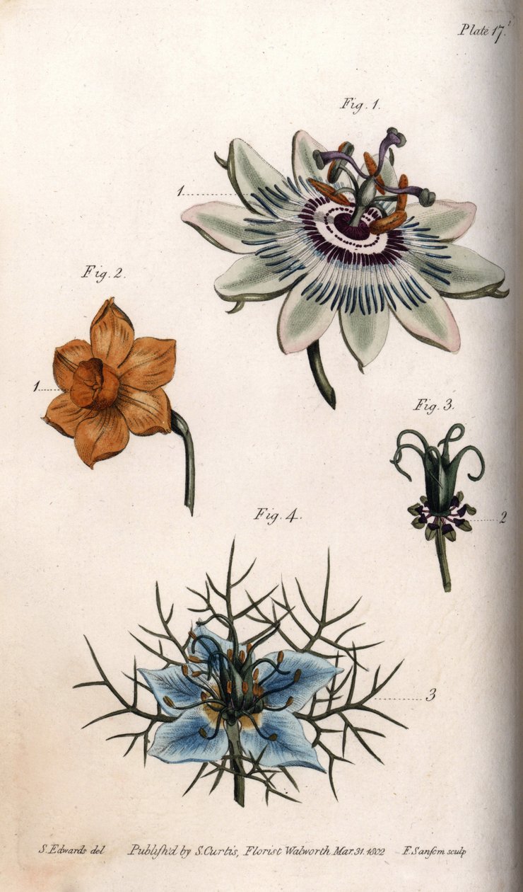 Květy mučenky nebo mučenky, narcis a nigella. Barevná mědirytina, ilustrace Sydenham Edwards (1768-1819) pro Conference of Botanical, Botanická zahrada Lambeth (Anglie) od Sydenham Teast Edwards
