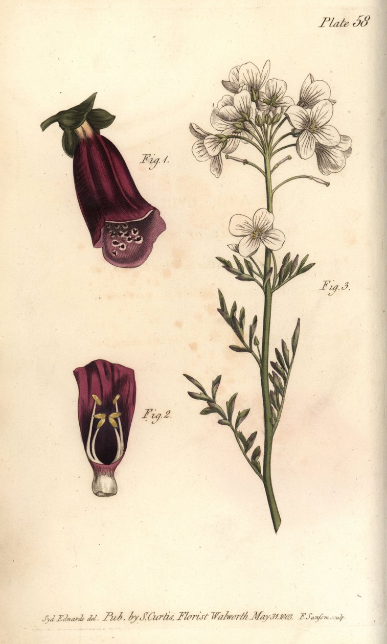 Náprstník, Digitalis purpurea, Didynamia od Sydenham Teast Edwards