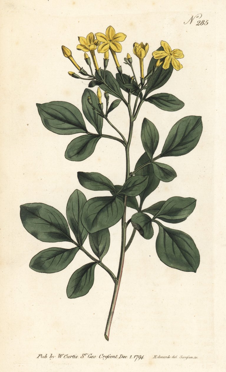 Voňavý jasmín - Nejsladší jasmín, Jasminum odoratissimum. Ručně kolorovaná mědirytina od Sansom podle ilustrace Sydenhama Edwardse z William Curtis