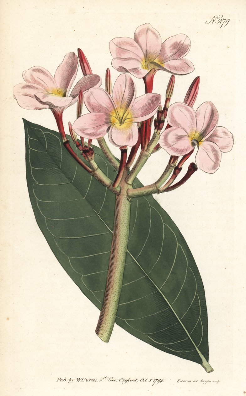 Keře - Keře nebo červená plumeria, Plumeria rubra. Ručně kolorovaná mědirytina od Sansom podle ilustrace Sydenhama Edwardse z William Curtis
