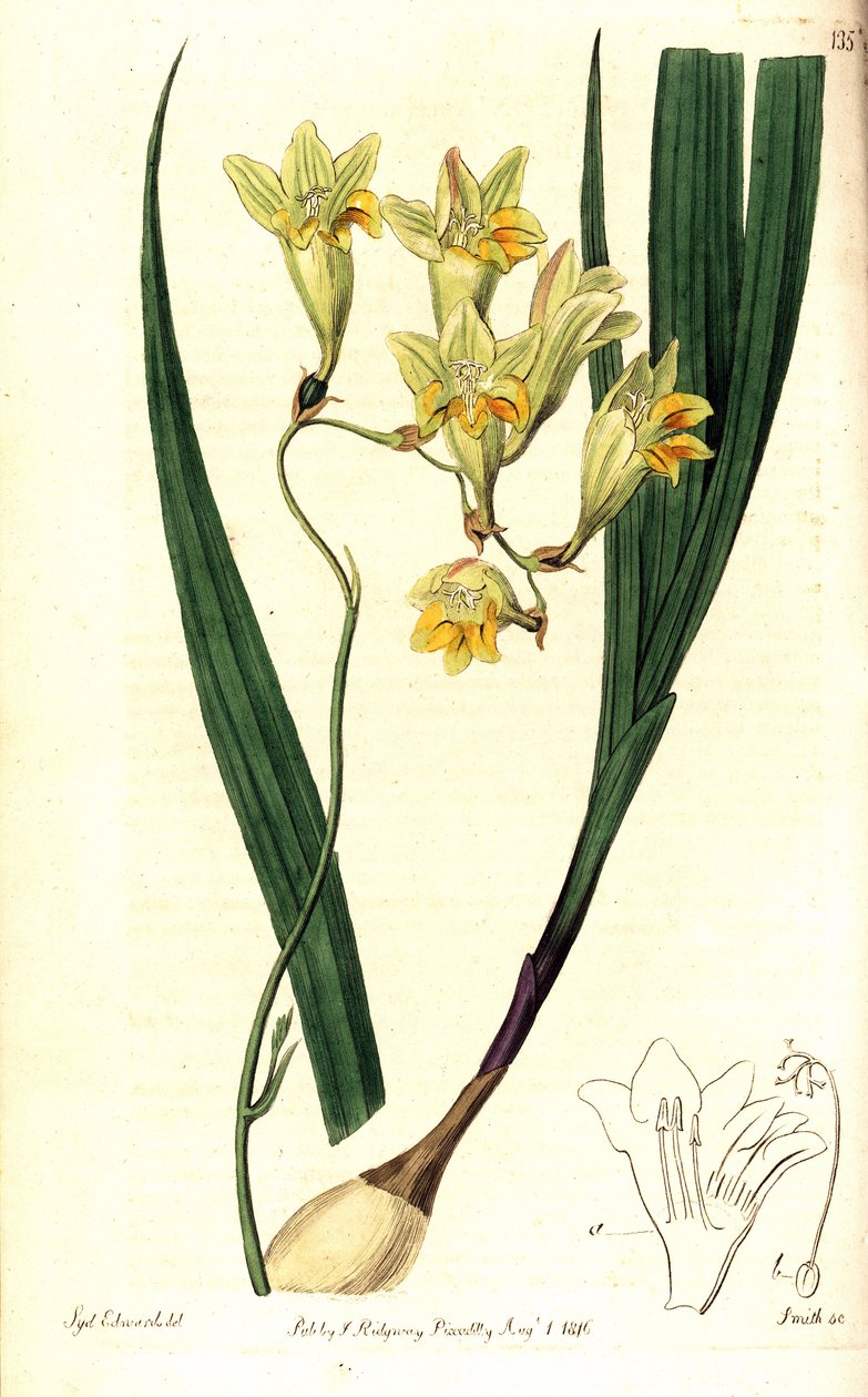Frézie refracta (Reflexní tritonia, Tritonia refracta). Ručně kolorovaná mědirytina od Smithe podle botanické ilustrace Sydenhama Edwardse z The Botanical Register, Ridgway, Londýn od Sydenham Teast Edwards