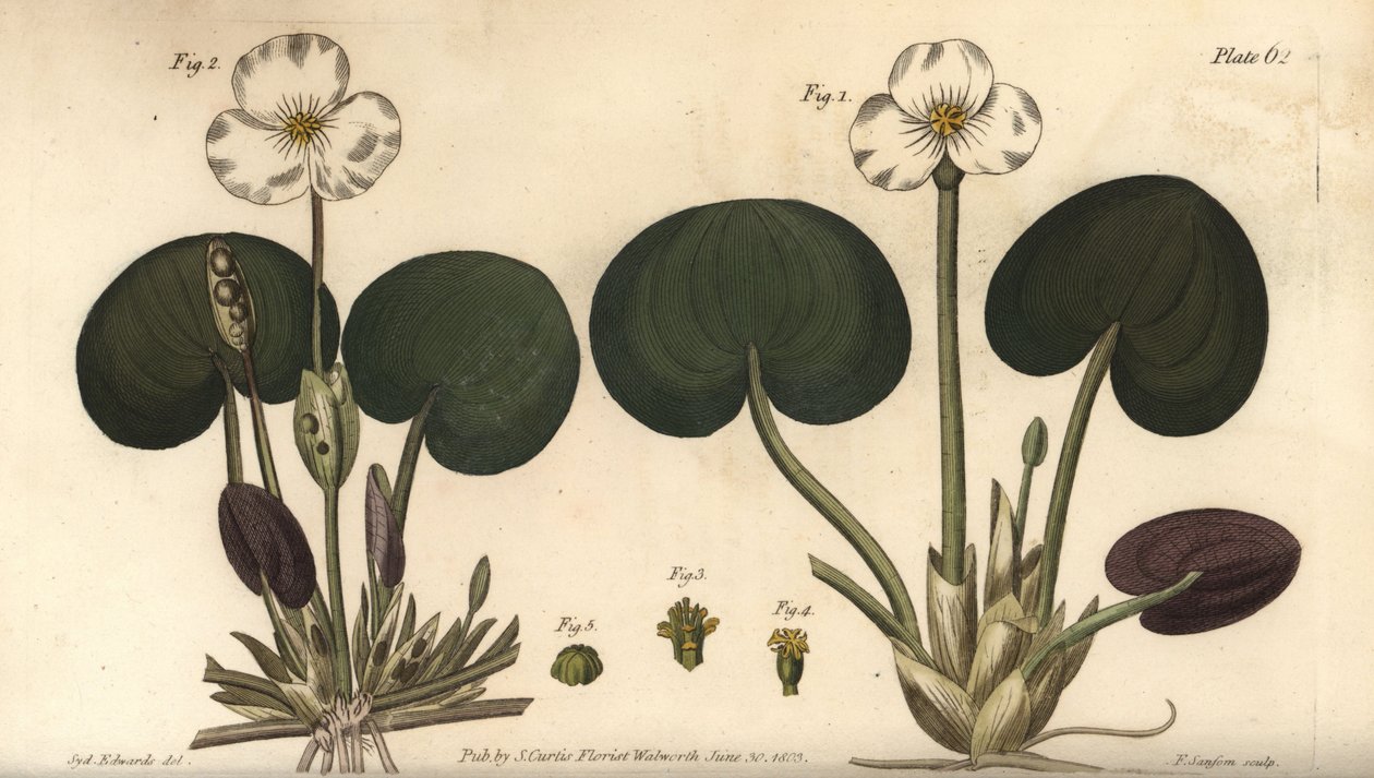 Žába, Hydrocharis morsus-ranae, Dioecia, samičí rostlina 1,4, samčí rostlina 2,3. Ručně kolorovaná mědirytina F. Sansoma z botanické ilustrace Sydenhama Edwardse pro přednášky Williama Curtise o botanice dodané v Botanické zahradě v Lamb od Sydenham Teast Edwards