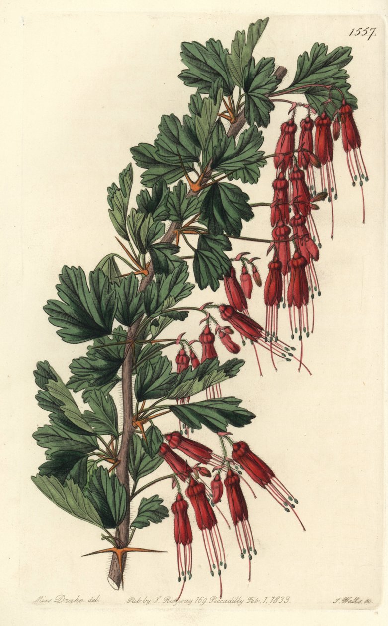 Fuchsiový květ nebo kalifornská fuchsie - fuchsiově květovaný angrešt nebo ostružina, Ribes speciosum. Ručně kolorovaná mědirytina od S. Wattse podle ilustrace slečny Sarah Drakeové z botanického registru Sydenhama Edwardse, Ridgeway, Londýn od Sydenham Teast Edwards