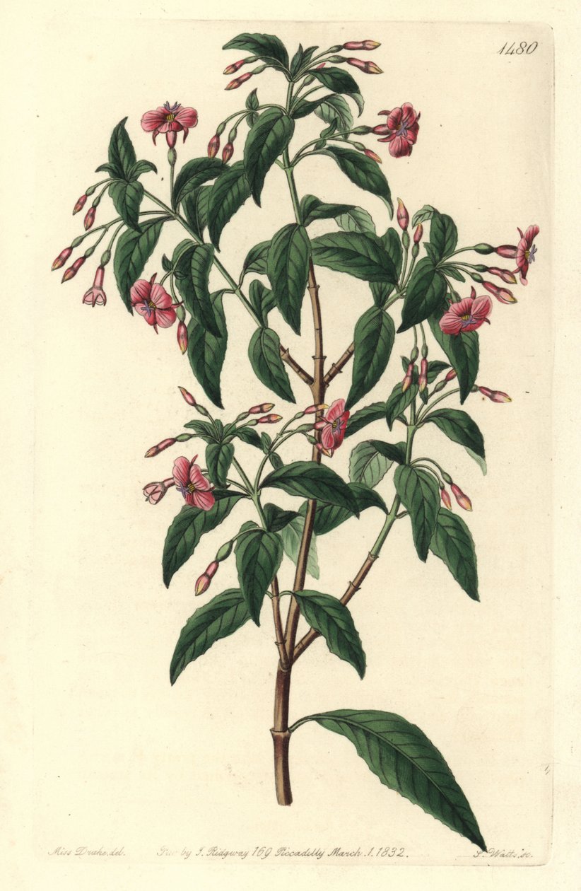Fuschia variete - Tyčinkovitě větvená fuchsie, Fuchsia bacillaris. Přirozený hybrid mezi Fuchsia microphylla subsp. microphylla a Fuchsia thymifolia subsp. thymifolia. Ručně kolorovaná mědirytina od S. Wattse podle ilustrace Sarah Drakeové z knihy Syd od Sydenham Teast Edwards
