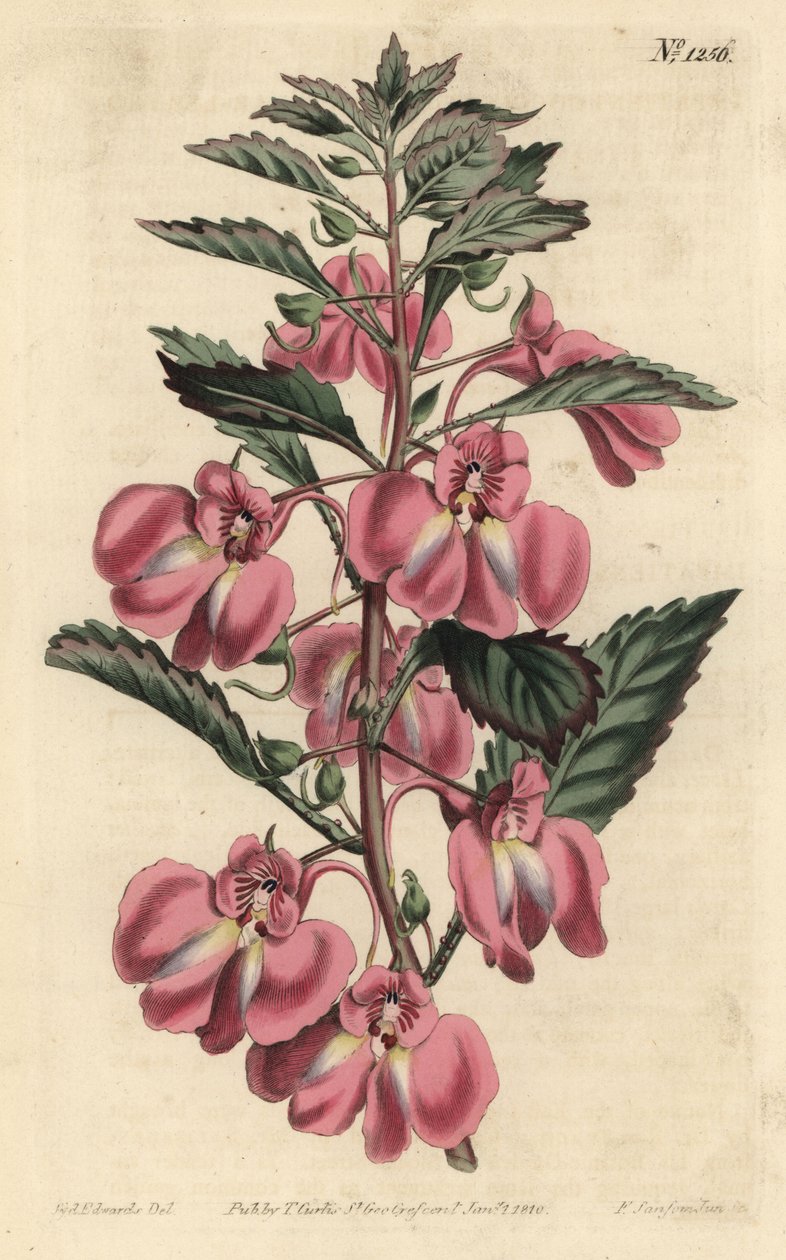 Garden Balsamine - Balzám zahradní, Impatiens balsamina (balzám žláznatý, Impatiens coccinea). Ručně kolorovaná mědirytina F. Sansom Jr. podle ilustrace Sydenhama Edwardse z William Curtis