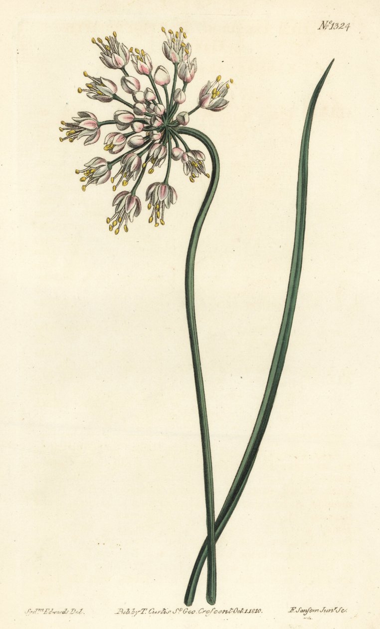 Česnek nakláněný - Cibule kývající, pórek dámský nebo česnek luční, Allium cernuum. Ručně kolorovaná mědirytina F. Sansom Jr. podle ilustrace Sydenhama Edwardse z William Curtis
