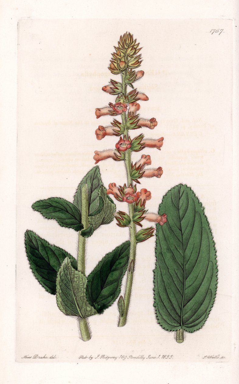 Genera Variete - Talíř vyrytý S. Wattsem, z ilustrace Sarah Anne Drake (1803-1857), z Botanického registru Sydenham Edwards (1768-1819), Anglie od Sydenham Teast Edwards