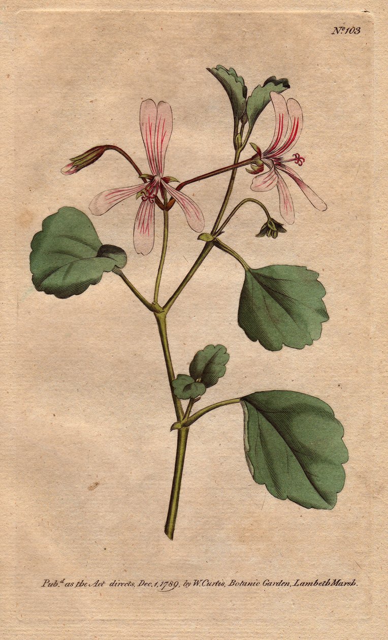 Geranium má list šťovíku s růžovými žilkovanými květy, původem z Jižní Afriky. Jeřáb šťovíkový s růžovými žilkovanými květy. Pochází z Kapska v Jižní Africe. Pelargonium acetosum. Ručně kolorovaná mědirytina z botanické ilustrace od Sydenhama od Sydenham Teast Edwards