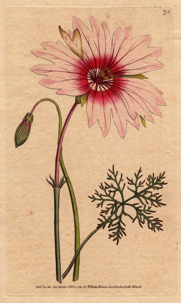 Geranium monsonia má velký světle růžový a tmavě růžový květ. Velké květované monsonie se světle růžovými a sytě růžovými květy. Monsonia speciosa. Ručně kolorovaná mědirytina z botanické ilustrace Sydenhama Edwardse z „“ Botan od Williama Curtise od Sydenham Teast Edwards