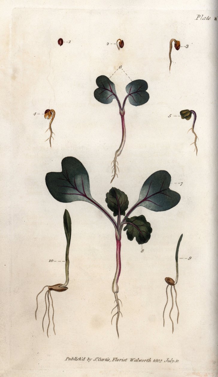Klíčení semen ředkve, pšenice obecné a ječmene. Barevná mědirytina, ilustrace Sydenham Edwards (1768-1819) pro Conference of Botanical, Botanická zahrada Lambeth (Anglie) od Sydenham Teast Edwards