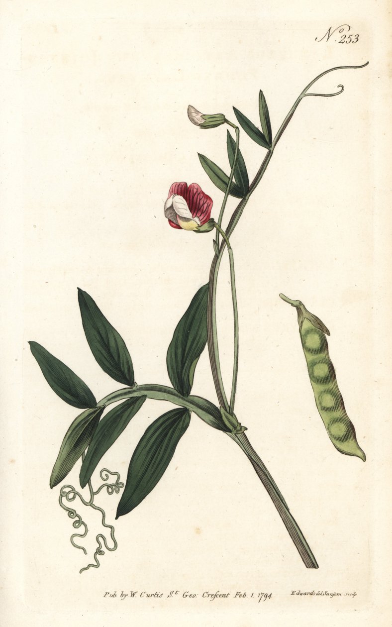 Gesse climene - vikev španělská, Lathyrus clymenum (lathyrus klouboplodý, Lathyrus articulatus). Ručně kolorovaná mědirytina od Sansom podle ilustrace Sydenhama Edwardse z William Curtis