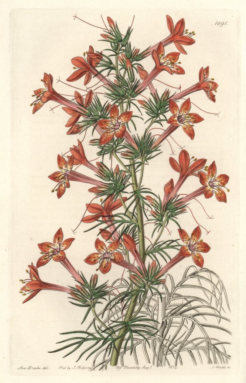 Gilie a coronope leaf nebo Ipomopside elegante - Water forte od S. Wattse z ilustrace Sarah Anne Drake (1803-1857), z Botanického rejstříku od Sydenham Teast Edwards