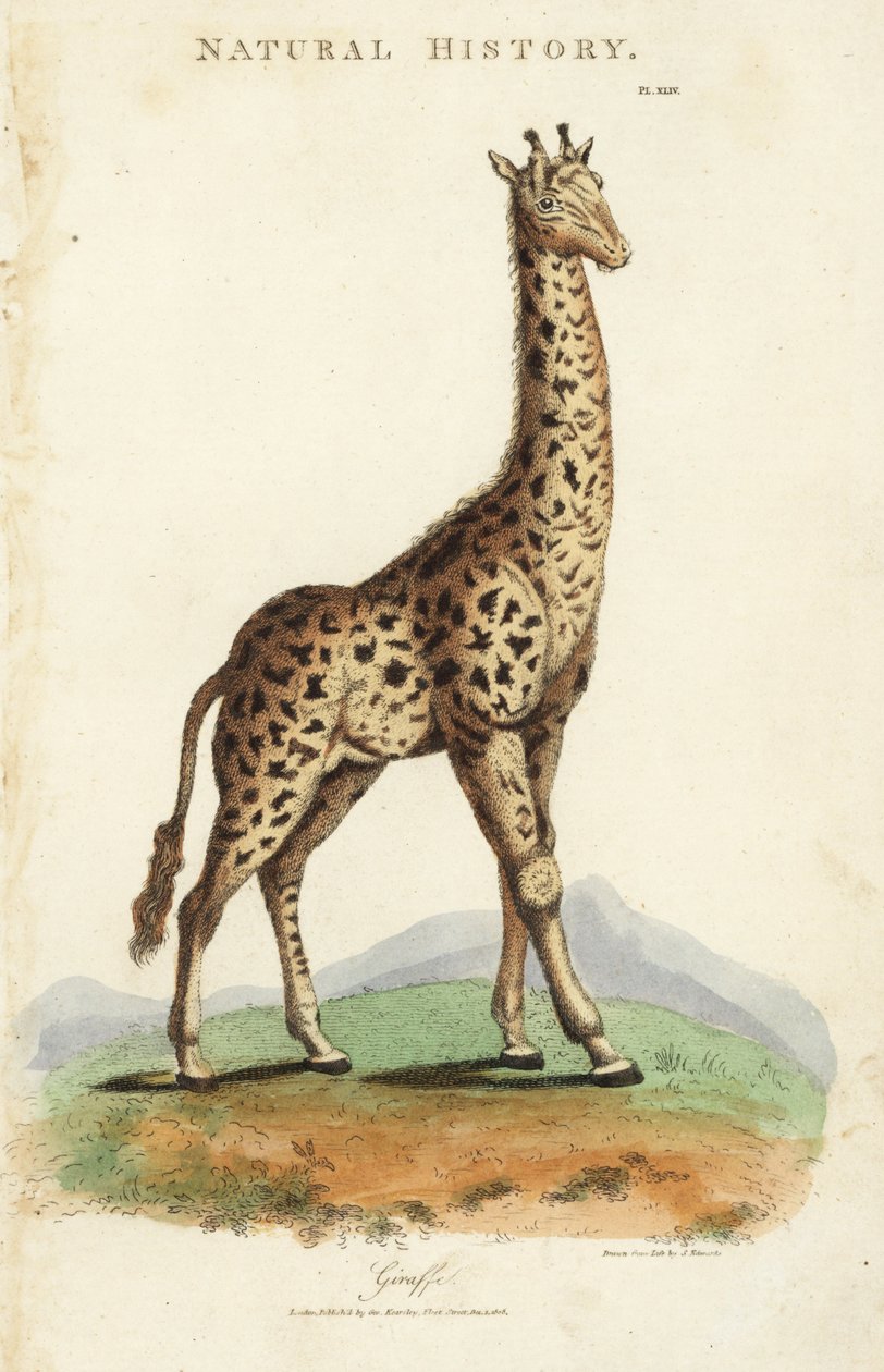 Žirafa, žirafa camelopardalis. Ručně kolorovaná mědirytina podle Sydenhama Edwardse z John Mason Good