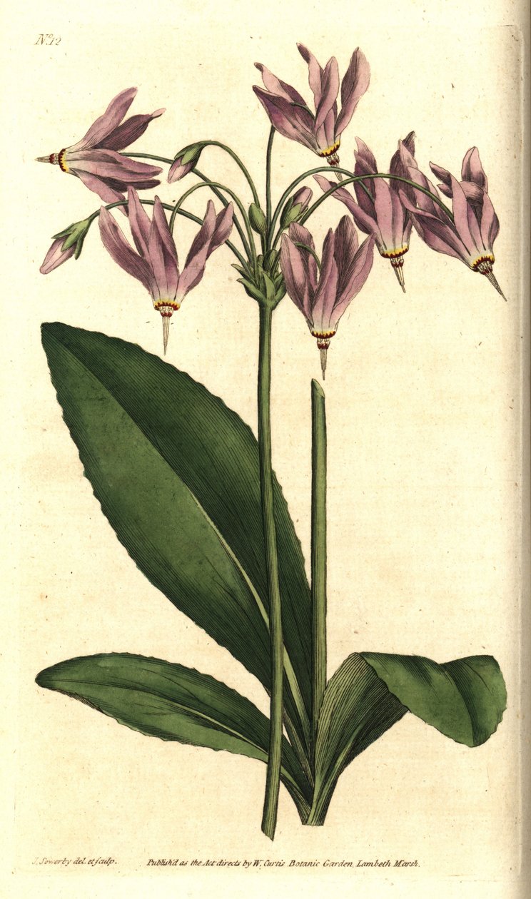 Giroselle of Virginia - americký cowlip nebo Mead
