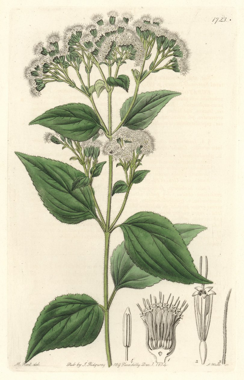 Glandulární eupatorium, původem z Mexika - S. Watts silná voda z ilustrace M. Marta, z Botanického registru od Sydenham Teast Edwards