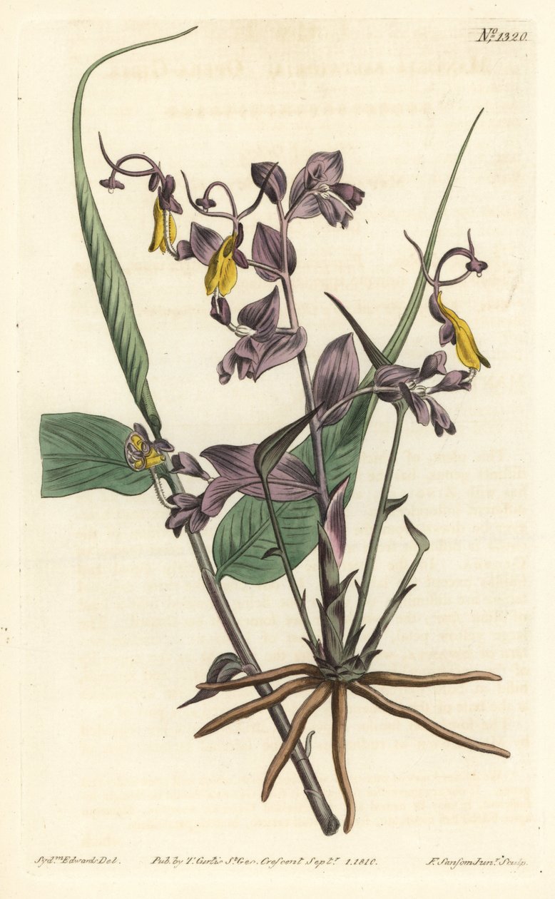 Globba radikalis (Opera girls, Mantisia saltatoria). Ručně kolorovaná mědirytina F. Sansom Jr. podle ilustrace Sydenhama Edwardse z William Curtis