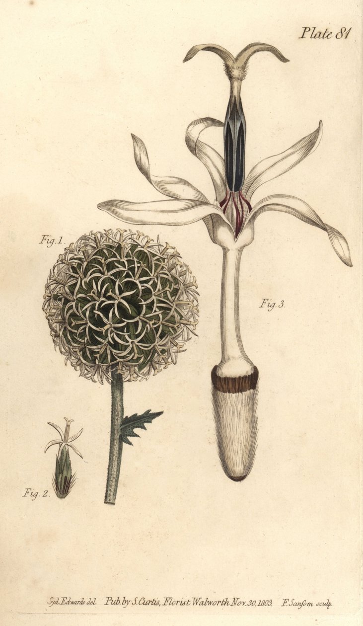 Bodlák zeměkoule, Echinops sphaerocephalus, Polygamia segregata, květ 1, a jednoduchý kvítek 2,3. Ručně kolorovaná mědirytina F. Sansoma z botanické ilustrace Sydenhama Edwardse pro přednášky Williama Curtise o botanice, jak byly dodány v Botanu od Sydenham Teast Edwards