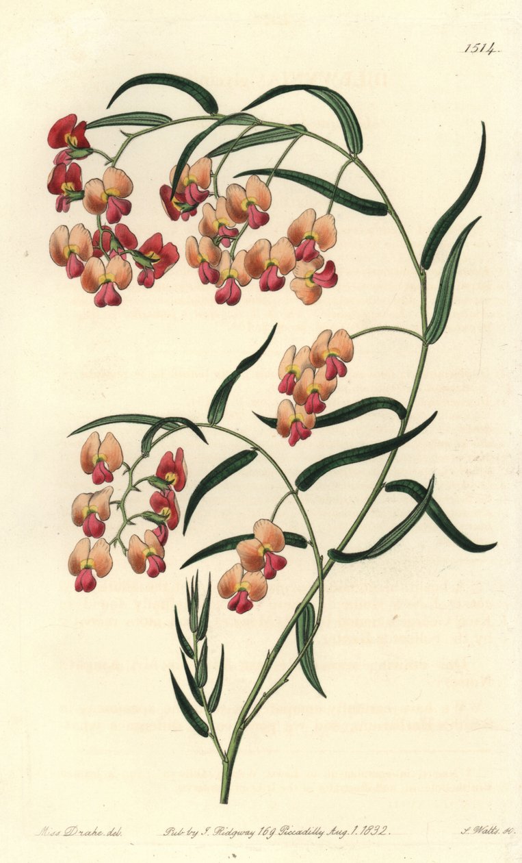 Dillwynia glycinlistá, Dillwynia glycinifolia. Ručně kolorovaná mědirytina od S. Wattse podle ilustrace slečny Sarah Drakeové z botanického registru Sydenhama Edwardse, Ridgeway, Londýn od Sydenham Teast Edwards