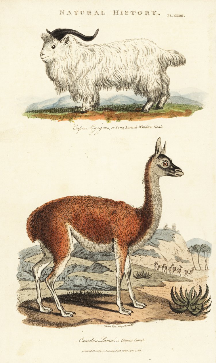 Koza a lama - Koza dlouhorohá, Capra aegagrus, a lama, Lama glama (Glama velbloud, Camelus lama). Ručně kolorovaná mědirytina podle Sydenhama Edwardse z John Mason Good