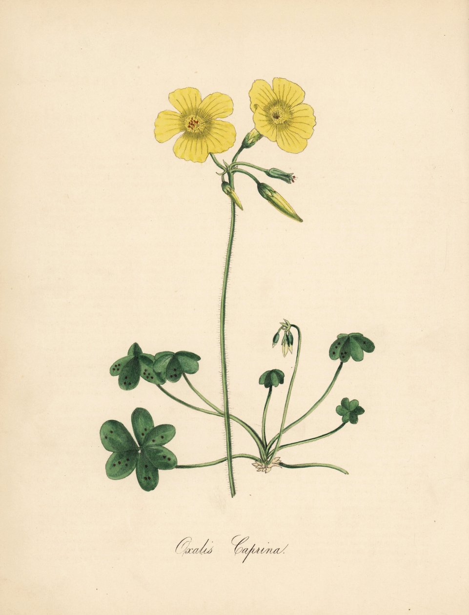 Šťovík kozonohý, Oxalis caprina. Převzato z ilustrace Sydenhama Edwardse v „Botanical Magazine“ Williama Curtise.“ Ručně kolorovaný zinkograf od C. Chabota nakreslený slečnou M. A. Burnett z jejího „“ Plantae Utiliores: or Illustrations of Useful Pl od Sydenham Teast Edwards