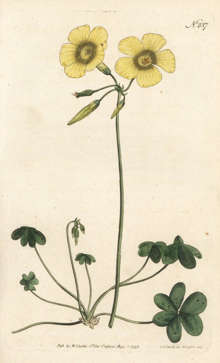 Kozí noha - Šťovík kozonohý, Oxalis caprina. Ručně kolorovaná mědirytina od Sansom podle ilustrace Sydenhama Edwardse rom William Curtis