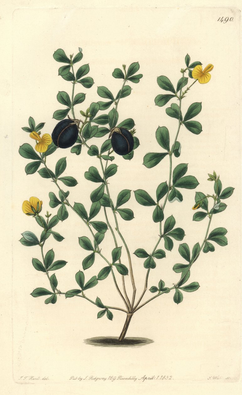 Gompholobium variete (endemická luštěninová odrůda do Austrálie) - Gompholobium tlustokrajné, Gompholobium marginatum. Ručně kolorovaná mědirytina S. Wattse podle ilustrace J.T. Hart z botanického registru Sydenhama Edwardse, Ridgeway, Londýn od Sydenham Teast Edwards