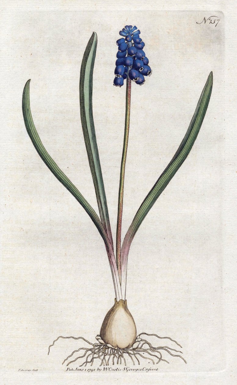 Litografie hroznového hyacintu od Sydenhama Edwardse (1768-1819), deska z Botanical Magazine od Williama Curtise (1746-1799) od Sydenham Teast Edwards