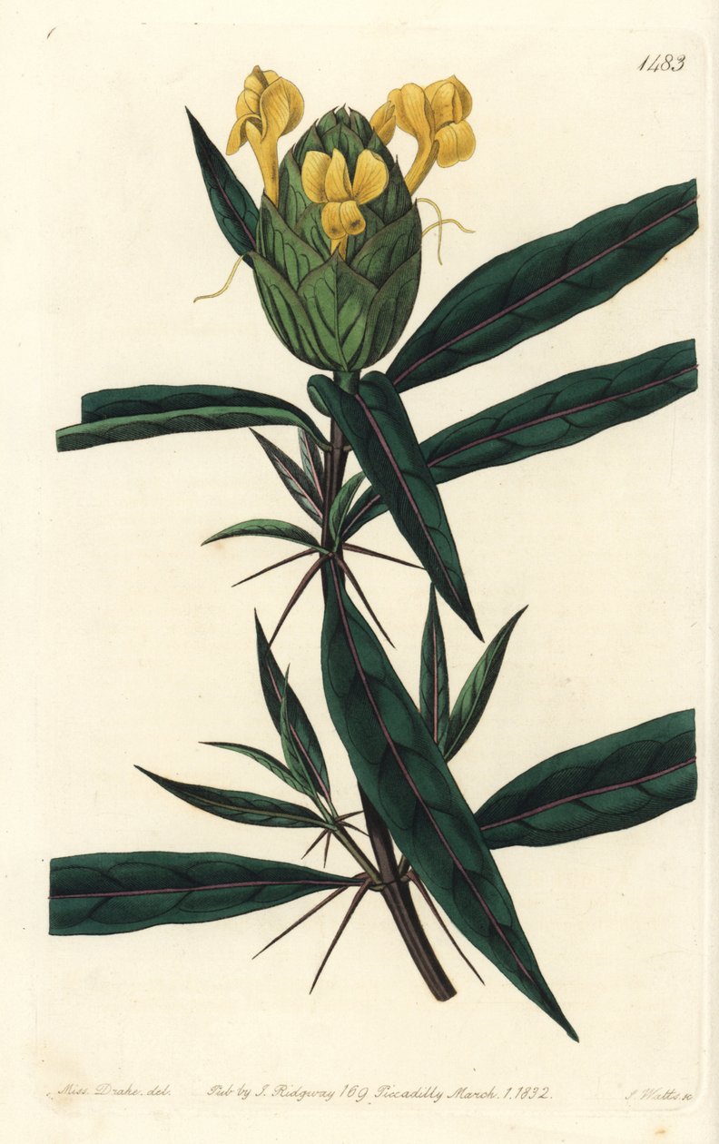 Grassgrass tac tac - Barleria chmelová, Barleria lupulina. Ručně kolorovaná mědirytina od S. Wattse podle ilustrace Sarah Drake z botanického registru Sydenhama Edwardse, Ridgeway, Londýn od Sydenham Teast Edwards