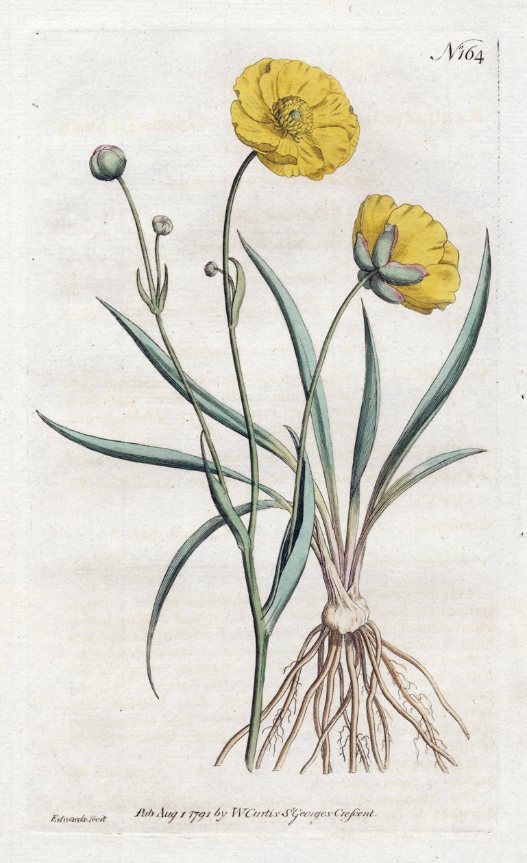 Grassleaf Buttercup - Litografie od Sydenhama Edwardse (1768-1819), z William Curtis Botanical Magazine (1746-1799) od Sydenham Teast Edwards