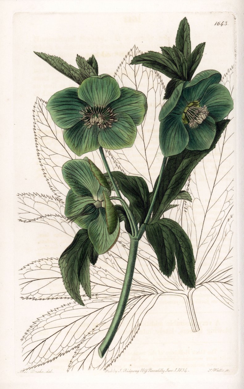 Zelený květ čemeřice Variete - vyryl S. Watts, z ilustrace Sarah Anne Drake (1803-1857), z botanického registru Sydenham Edwards (1768-1819), Anglie od Sydenham Teast Edwards