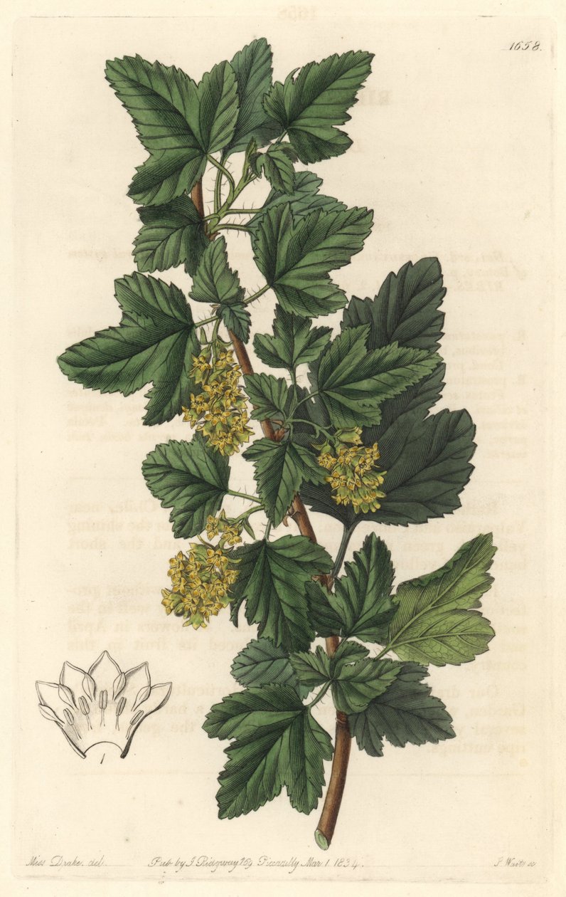 Groseillier, známý jako Gadellier ze Sibiře (Ribes diacanthum), původem z Chile - Water forte od S. Wattse z ilustrace Sarah Anne Drake (1803-1857), z Botanického rejstříku od Sydenham Teast Edwards