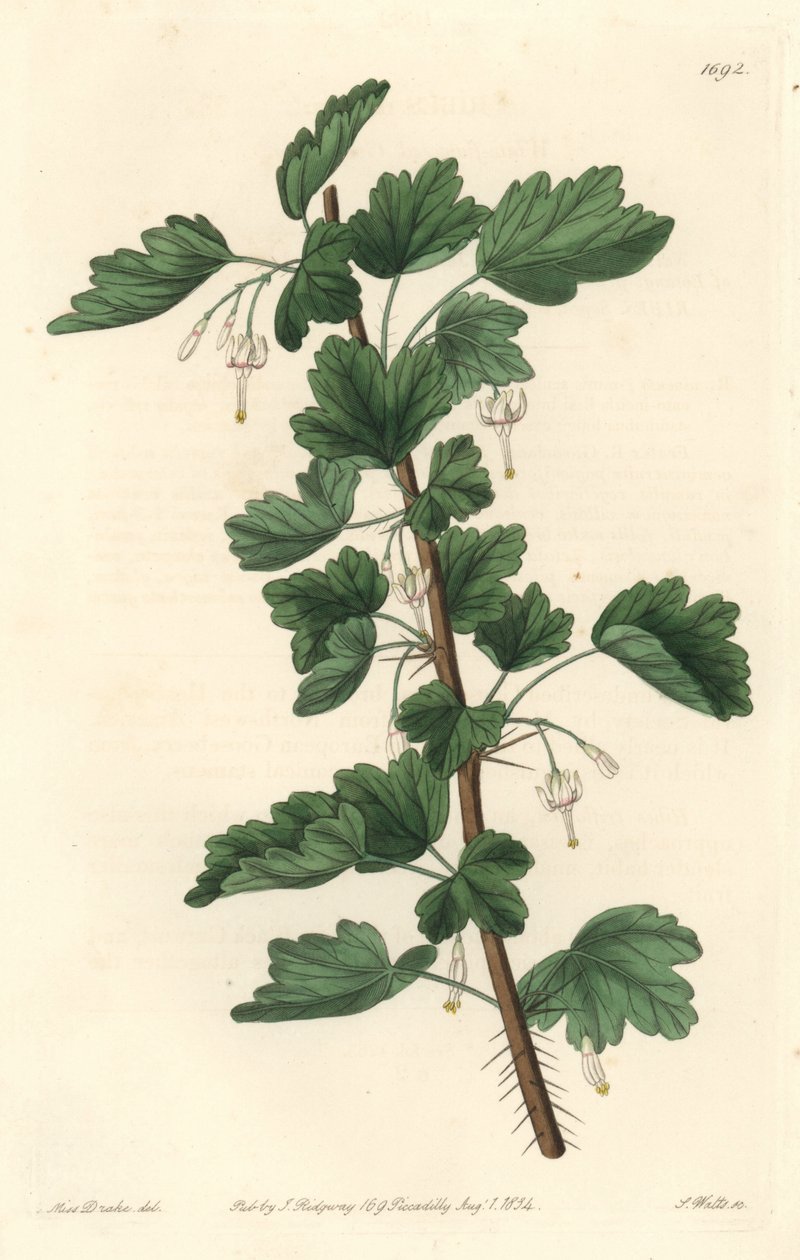 Groseillier, původem ze Severní Ameriky - Silná voda od S. Wattse z ilustrace Sarah Anne Drake (1803-1857), z Botanického rejstříku od Sydenham Teast Edwards