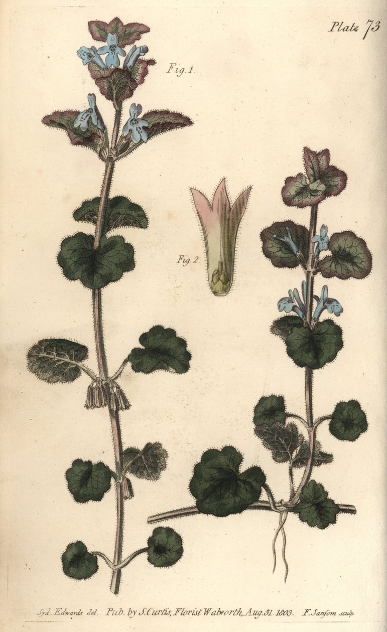 Břečťan zemní, Glechoma hederacea, Gymnospermia. Ručně kolorovaná mědirytina F. Sansoma botanické ilustrace Sydenhama Edwardse pro přednášky Williama Curtise o botanice dodané v Botanické zahradě v Lambeth od Sydenham Teast Edwards