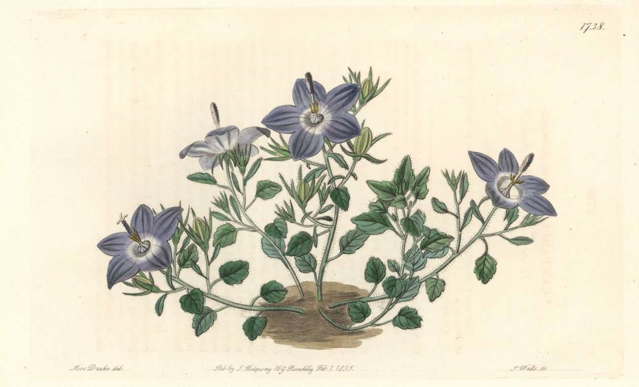 Zvonek chlupatý, původem z Itálie - Silná voda od S. Wattse z ilustrace Sarah Anne Drake (1803-1857), z Botanického rejstříku od Sydenham Teast Edwards