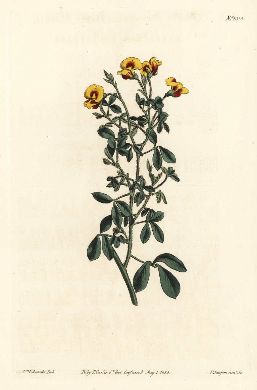 Goodia chlupatá, Goodia lotifolia var. pubescens (Goodia pubescens). Ručně kolorovaná mědirytina od F. Sansom Jr. podle ilustrace Sydenhama Edwardse z William Curtis