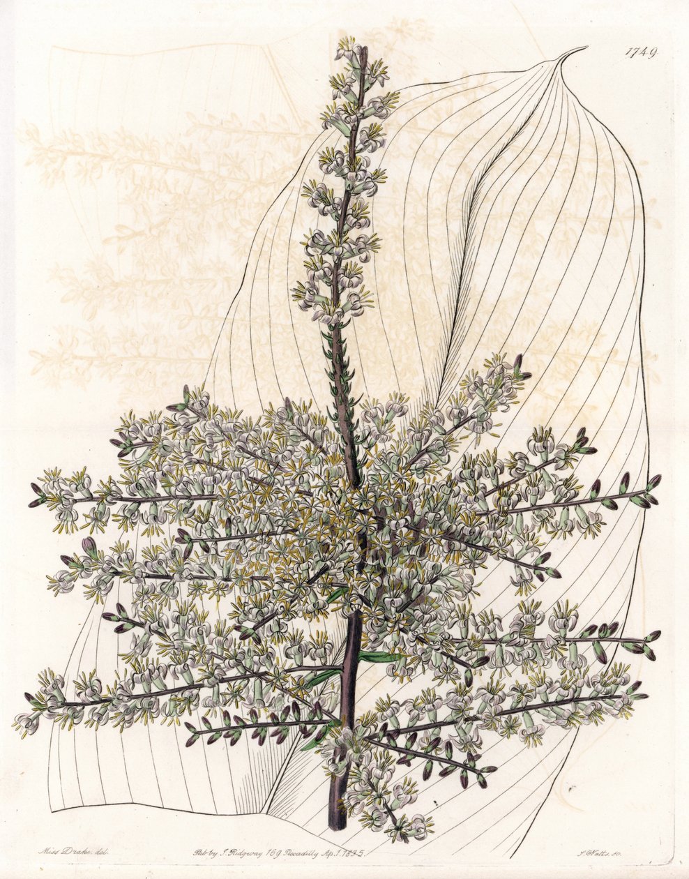 Havajská vřetena nebo rákos z Indie - deska vyrytá S. Wattsem, z ilustrace Sarah Anne Drake (1803-1857), z Botanického registru Sydenham Edwards (1768-1819), Anglie od Sydenham Teast Edwards